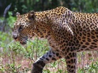 Study to map leopards prowling outside SNGP