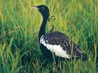 Lesser Floricans tagged to trace migration pattern