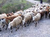 Gadvasu to study climate change resilient livestock