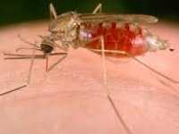 Tribal areas at high malaria risk