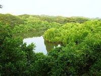 NGT ban on non-forest activities at Mangalavanam