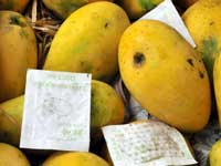 100 tonnes of mango ripened using chemicals destroyed