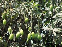 3 villages in Tirupur to take up organic mango farming