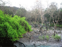 Airoli mangroves continue to die due to illegal dams, hacking