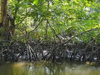 Rampant reclamation of wetlands, mangroves