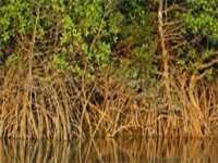 Sunderbans mangrove trees losing capacity to absorb CO2: Study