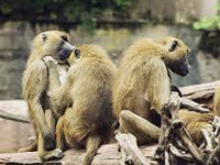 Monkey menace: Shimla gets some help from B'lore