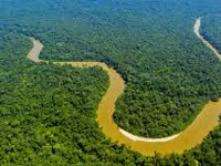 Oil spills in Peruvian Amazon hit wildlife