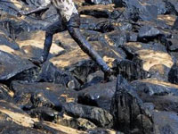 D-G Shipping directed to file report on oil spill