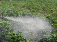Heavy use of pesticides by encroachers on govt land along Ganga
