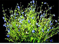 New species highlights plant diversity of Palakkad