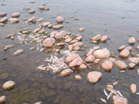 POLLUTION THREAT - Once home to 30 fish species, Varthur Lake has only two left