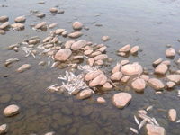 Thousands of fishes found dead in Rewalsar Lake