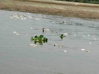 Toxic’ waste kills fish in Surry, Beas