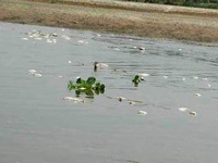 NGT disallows dumping of debris on Mutha river bed, says MP