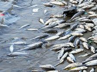 Fish perish due to water pollution