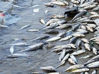 Hyderabad: Huge fish kill at Shamirpet lake