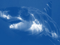 Climate change to destroy sharks’ hunting ability, says study