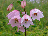 Manipur's Shirui Lily festival aims to promote a green environment