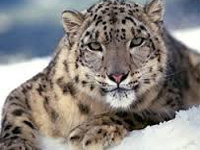 India too in global effort to save snow leopard habitat