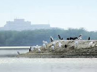 Anand Engg College situated inside bird sanctuary: MoEF