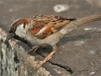 Sparrow data a far cry in India