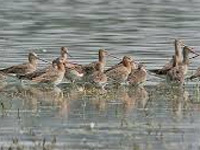 Polluted water destroying Sultanpur