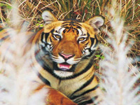 Pench tiger reserve gets control over buffer area