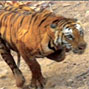 Death of a tigress