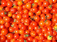 Tomato prices soar as climate change hits crop