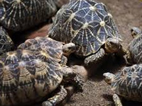21 rare tortoises seized along Indo-Bangla border