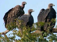 Endangered vulture chick sighted in Bikaner