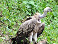 In Ahmedabad, number of vultures dives from 126 to 45