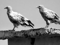 Egyptian vulture finds its nest back in Delhi