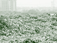 Holding Dada’s hand, Gurgaon begins new innings on waste management