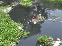 Zoo inmates bear the brunt of polluted water