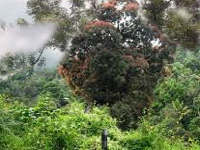 Team counts endemic trees of Western Ghats