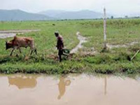 RTI reply belies Assam govt’s wetland promise
