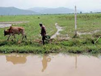 Floating wetland in green muddle