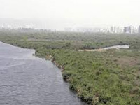 Dying a slow death: State’s shrinking wetlands threaten birds