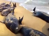 Of the over 100 whales that washed ashore on Tamil Nadu coast 45 dead