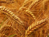 Mitigating ozone pollution can enhance rice, wheat output: Study