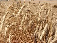 Punjab bans harvesting of Rabi crop at night