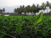 Garo Hills farmers take up banana cultivation to mitigate climate change