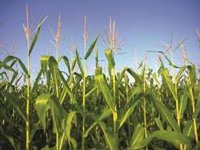 IARI releases 7 new varieties of crops