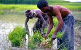 Climate change in Indo-Gangetic agriculture: recent trends, current projections, crop-climate suitability, and prospects for improved climate model information