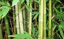 Letter by Shri Jairam Ramesh to CM of Andhra Pradesh declaring bamboo as minor forest produce