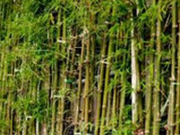 Himachal to launch bamboo-based livelihood project