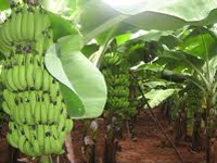 NRCB to release high-yielding banana variety tolerant to diseases