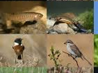 Researchers to track an elusive predator lurking in Tamil Nadu’s rivers